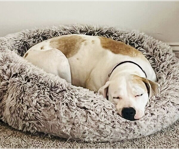 Medium Photo #4 Mutt Puppy For Sale in Germantown, OH, USA