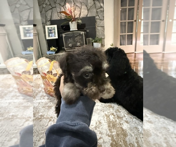 Medium Photo #3 Schnoodle (Miniature) Puppy For Sale in DINWIDDIE, VA, USA