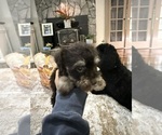 Small #2 Schnoodle (Miniature)