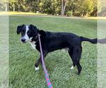Small #3 Labrador Retriever Mix