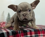 Small #6 French Bulldog