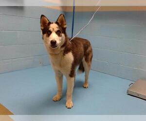 Siberian Husky Dogs for adoption in Moreno Valley, CA, USA