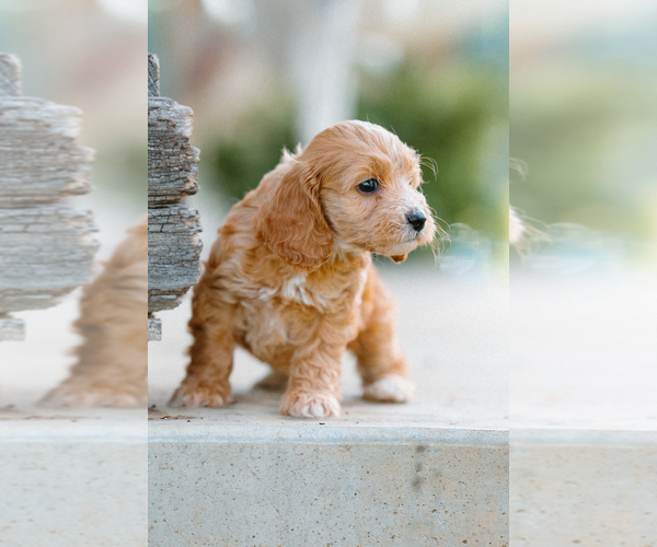 Medium Photo #2 Cockapoo (Miniature) Puppy For Sale in CHRISTIANA, TN, USA