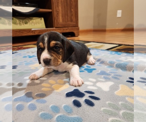 Medium Photo #1 Beagle Puppy For Sale in MINERAL POINT, WI, USA