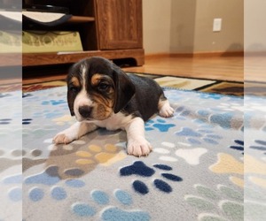 Medium Beagle