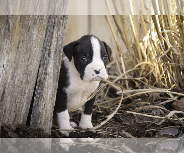 Medium Photo #11 Boxer Puppy For Sale in SHIPSHEWANA, IN, USA