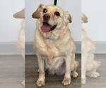 Small #2 Cocker Spaniel Mix