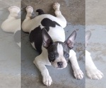 Puppy Puppy 2 Boston Terrier