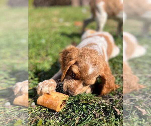 Medium Photo #1 Brittany Puppy For Sale in BERKSHIRE, NY, USA