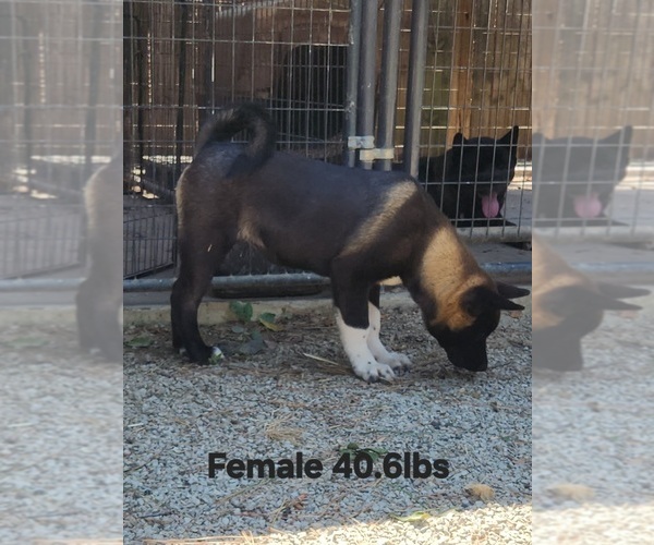 Medium Photo #1 Akita Puppy For Sale in MEM, TN, USA