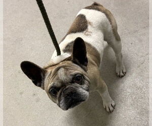 French Bulldog Dogs for adoption in Petaluma, CA, USA