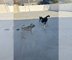 Small #3 Alaskan Malamute Mix