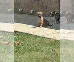 Small #2 American Pit Bull Terrier-Bulldog Mix
