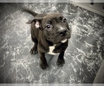 Small Photo #37 American Bully Puppy For Sale in REESEVILLE, WI, USA