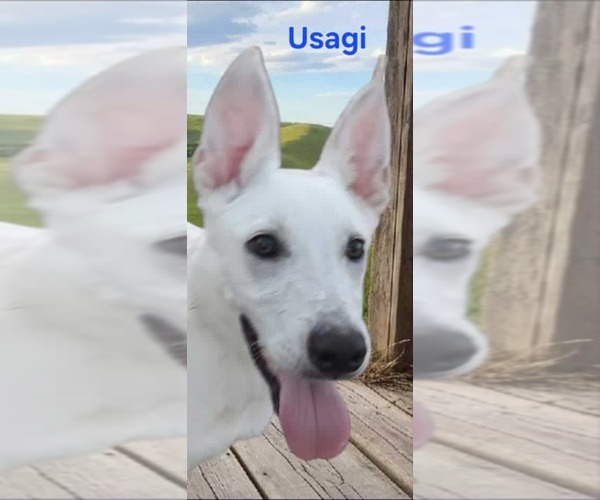 Medium Photo #4 Mutt Puppy For Sale in Minneapolis, MN, USA