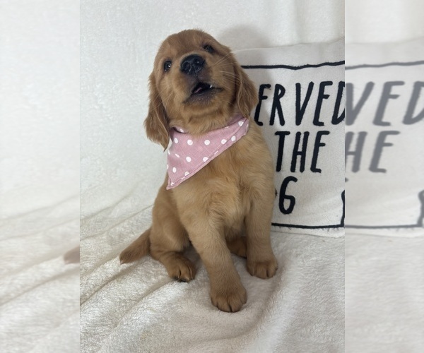 Medium Photo #4 Golden Retriever Puppy For Sale in GREENFIELD, IN, USA