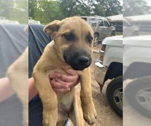 German Shepherd Dog-Unknown Mix Dogs for adoption in Houston, TX, USA