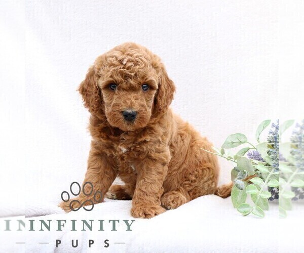 Medium Photo #3 Goldendoodle (Miniature) Puppy For Sale in EPHRATA, PA, USA