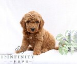Small #2 Goldendoodle (Miniature)