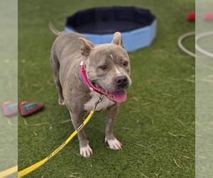 Mutt Dogs for adoption in Las Vegas, NV, USA