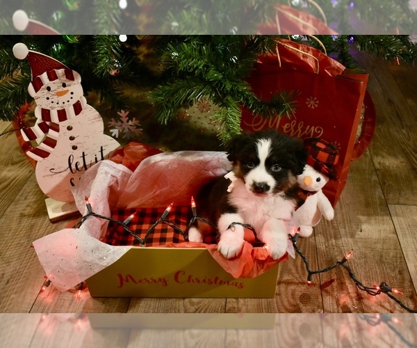 Medium Photo #3 Australian Shepherd Puppy For Sale in RICHLAND, MO, USA
