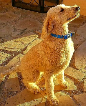 Medium Photo #1 Goldendoodle Puppy For Sale in RIO RANCHO, NM, USA