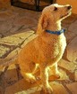 Small Photo #1 Goldendoodle Puppy For Sale in RIO RANCHO, NM, USA