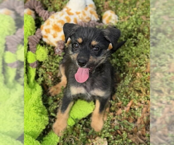 Medium Photo #4 Mutt Puppy For Sale in Oak Bluffs, MA, USA