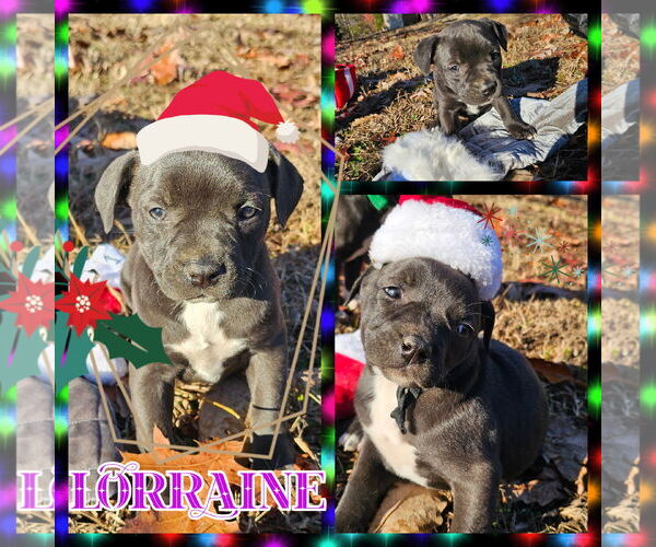 Medium Photo #5 Labrador Retriever-Unknown Mix Puppy For Sale in Blacksburg, SC, USA