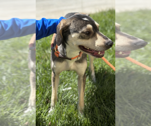 Medium Photo #4 Mutt Puppy For Sale in Thomasville, NC, USA