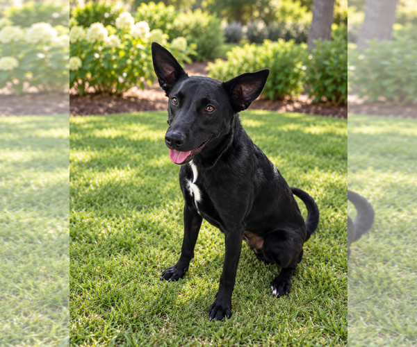 Medium Photo #1 Shepradors Puppy For Sale in McKinney, TX, USA