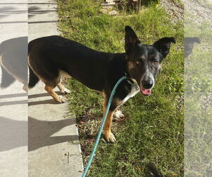 Thornton - Male Mutt Dog for Adoption - Photo #2