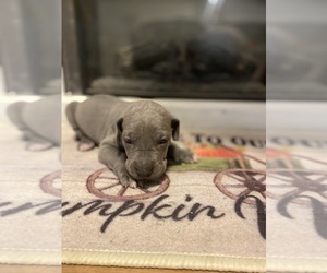 Great Dane Puppy for sale in MAMOU, LA, USA