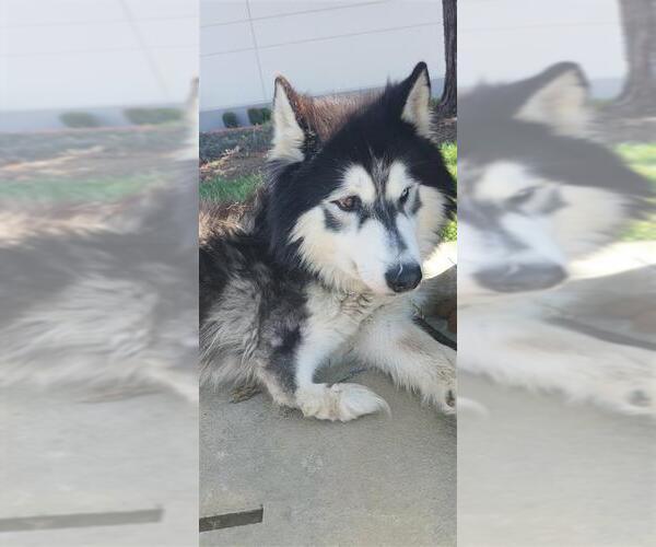 Medium Photo #2 Siberian Husky-Unknown Mix Puppy For Sale in Elk Grove, CA, USA