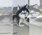 Small #1 Siberian Husky Mix