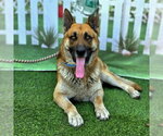 Small German Shepherd Dog