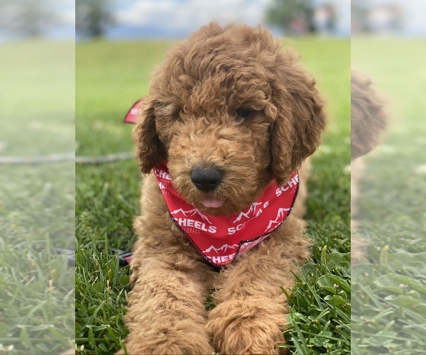 Medium Photo #17 Goldendoodle Puppy For Sale in COLORADO SPRINGS, CO, USA