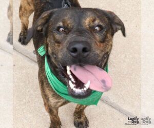 Ronald - Male Mutt Dog for Adoption - Photo #9