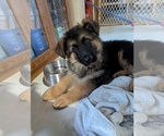 Small #5 German Shepherd Dog