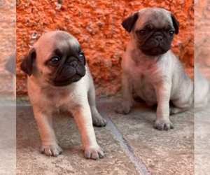 Pug Puppy for sale in THE WOODLANDS, TX, USA