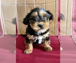 Small Photo #4 YorkiePoo Puppy For Sale in FAIR HAVEN, MI, USA