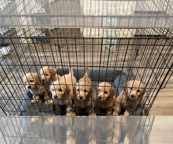 Medium Photo #1 Goldendoodle Puppy For Sale in DENTON, TX, USA