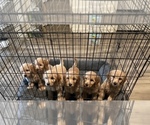 Small Goldendoodle