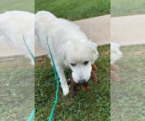 PYRA - Female Great Pyrenees Dog for Adoption - Photo #2