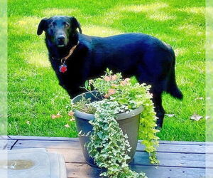 Labrador Retriever-Unknown Mix Dogs for adoption in Minneapolis, MN, USA