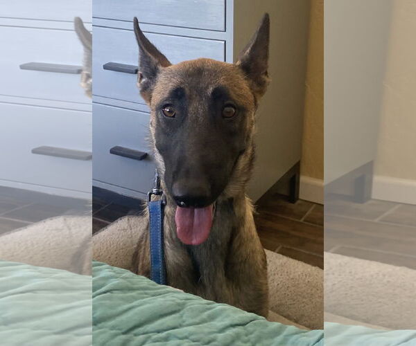 Medium Photo #4 Mutt Puppy For Sale in Stevens Point, WI, USA