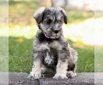 Small #2 Schnauzer (Miniature)
