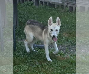 Huskies -Unknown Mix Dogs for adoption in SHERBURNE, NY, USA