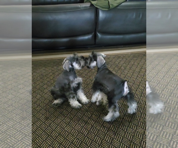 Medium Photo #11 King Schnauzer Puppy For Sale in MORENO VALLEY, CA, USA