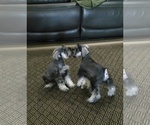 Small #10 King Schnauzer